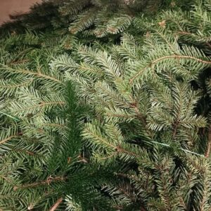 Nordmann Fir